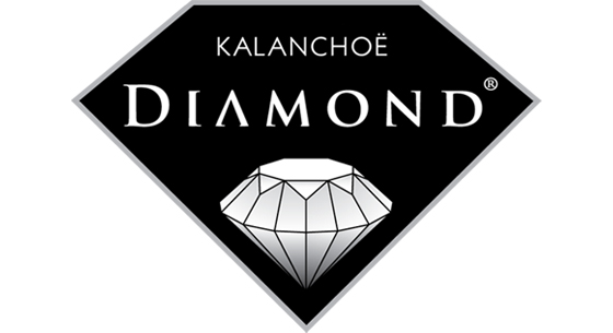 Diamond Kalanchoe